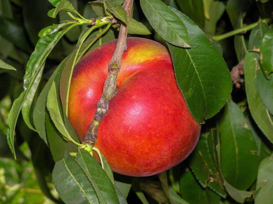 Prunus Persica Flavortop - View 8 from www redcrocus com