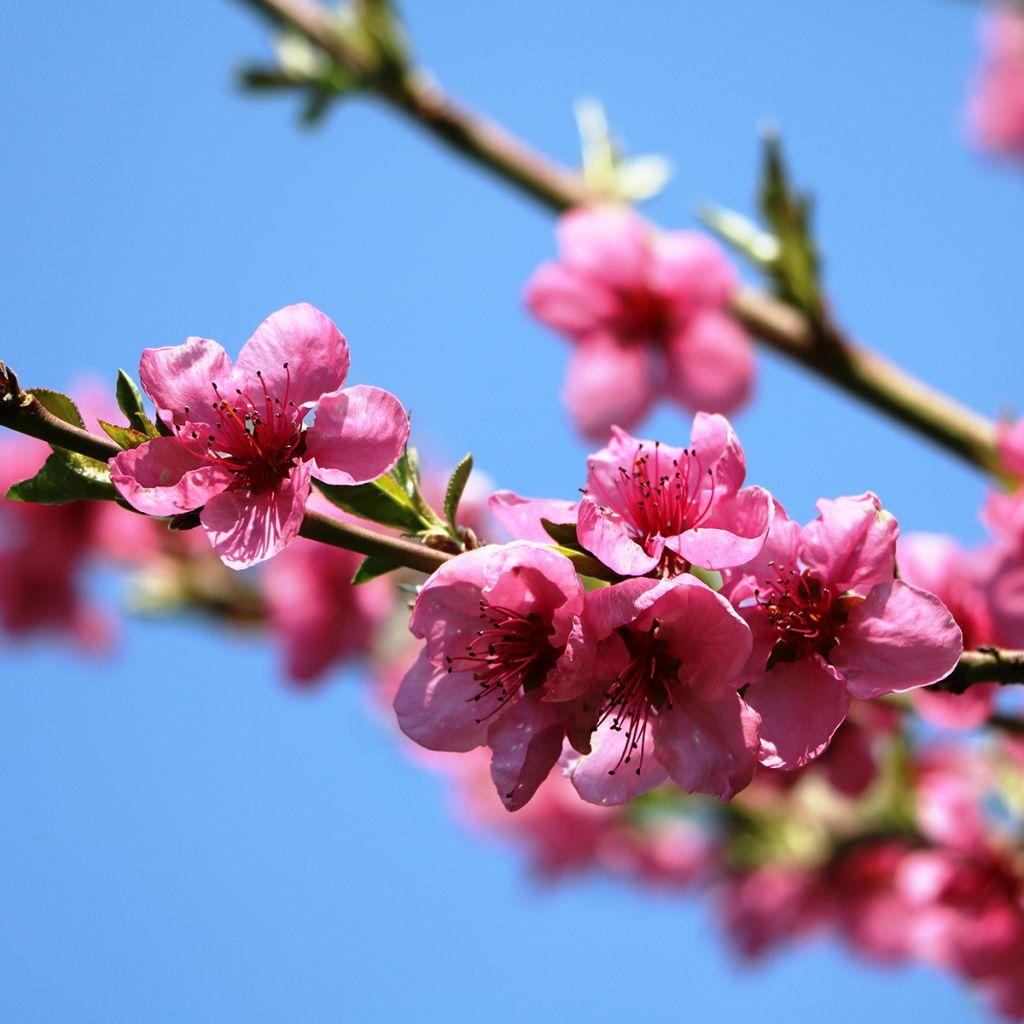 Prunus Persica Flavortop - View 9 from www redcrocus com