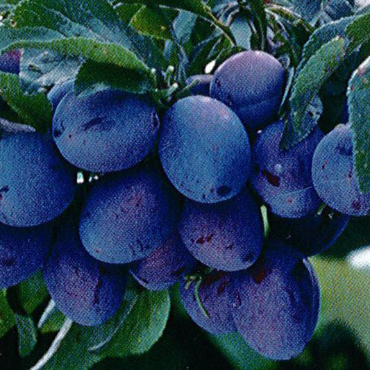 Prunus Domestica Italian Prune - View 13 from www redcrocus com