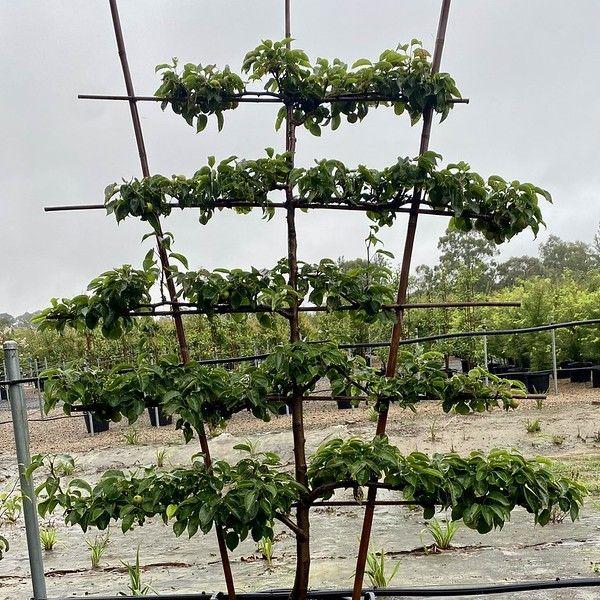 Pyrus Pyrifolia 20th Century Espalier - View 14 from www redcrocus com