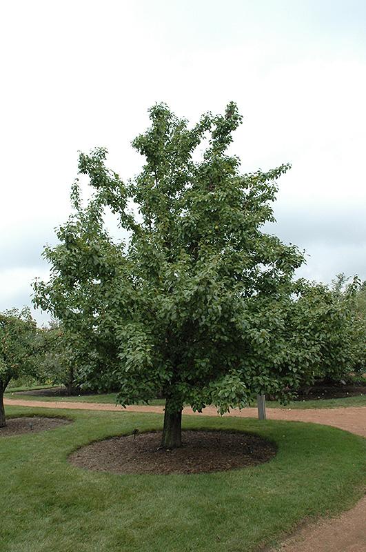 Pyrus Pyrifolia 20th Century Espalier - View 4 from www redcrocus com