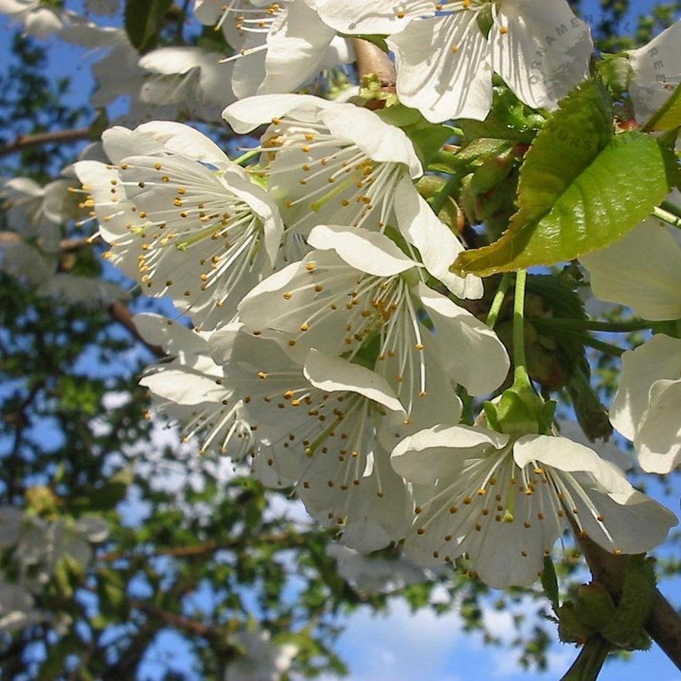 Prunus Avium Combo 3 In 1 - View 10 from www redcrocus com