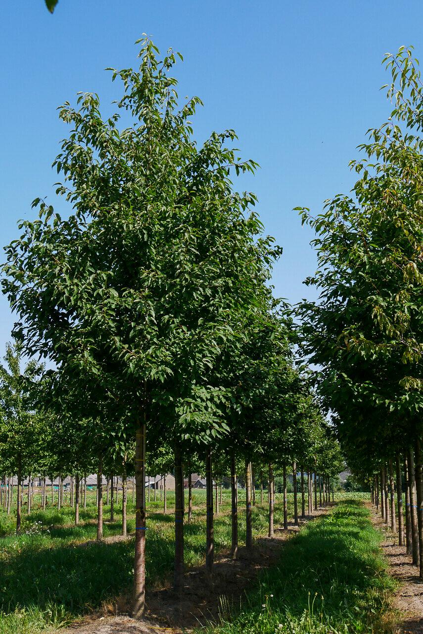 Prunus Avium Combo 3 In 1 - View 11 from www redcrocus com