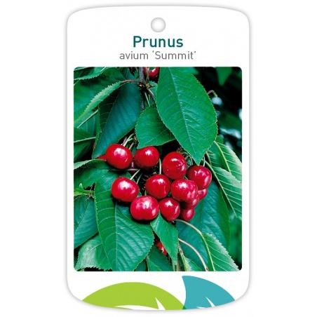 Prunus Avium Combo 3 In 1 - View 12 from www redcrocus com
