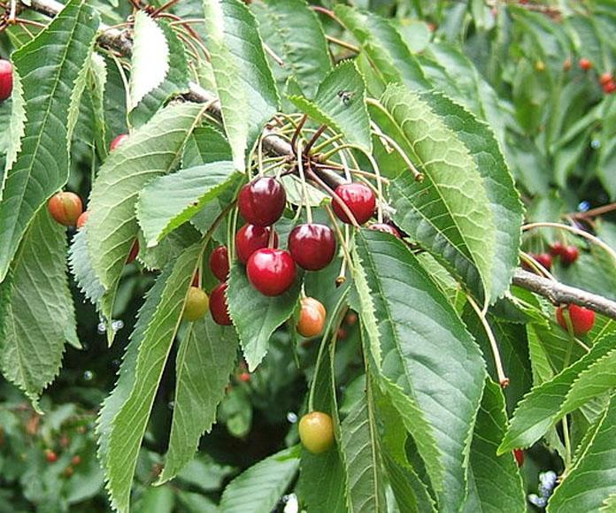 Prunus Avium Combo 3 In 1 - View 13 from www redcrocus com