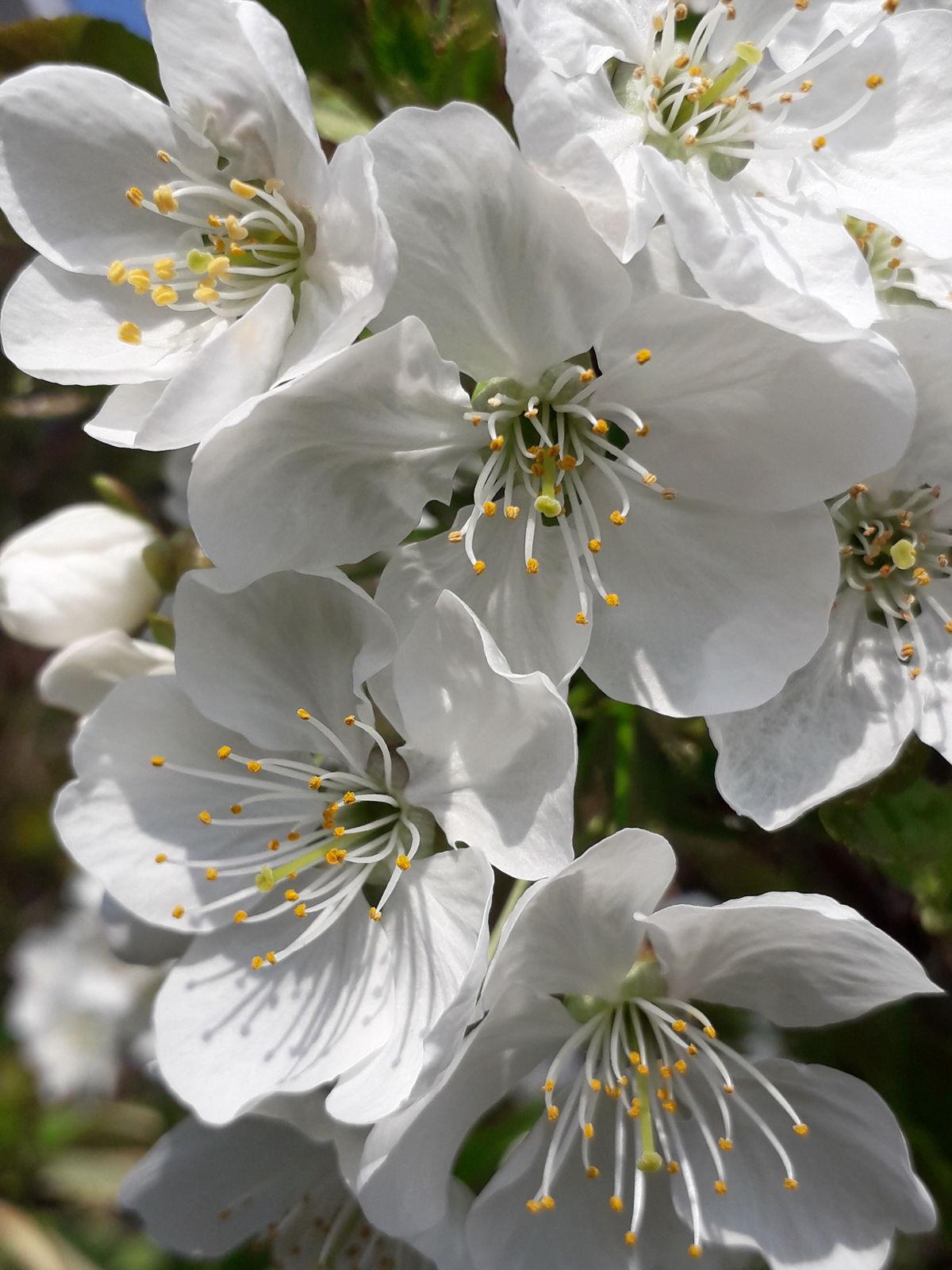 Prunus Avium Combo 3 In 1 - View 17 from www redcrocus com