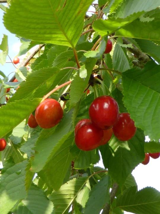 Prunus Avium Combo 3 In 1 - View 18 from www redcrocus com