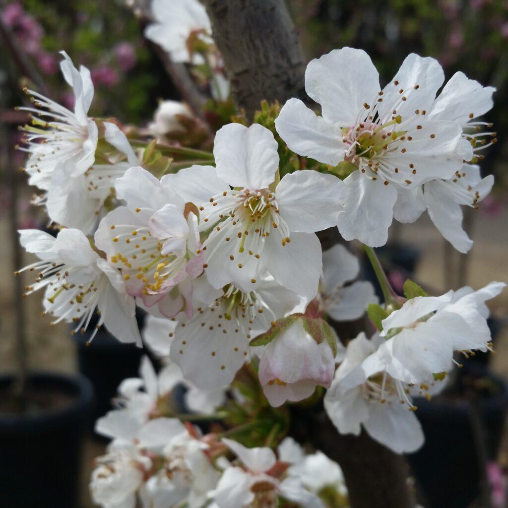 Prunus Avium Combo 3 In 1 - View 1 from www redcrocus com