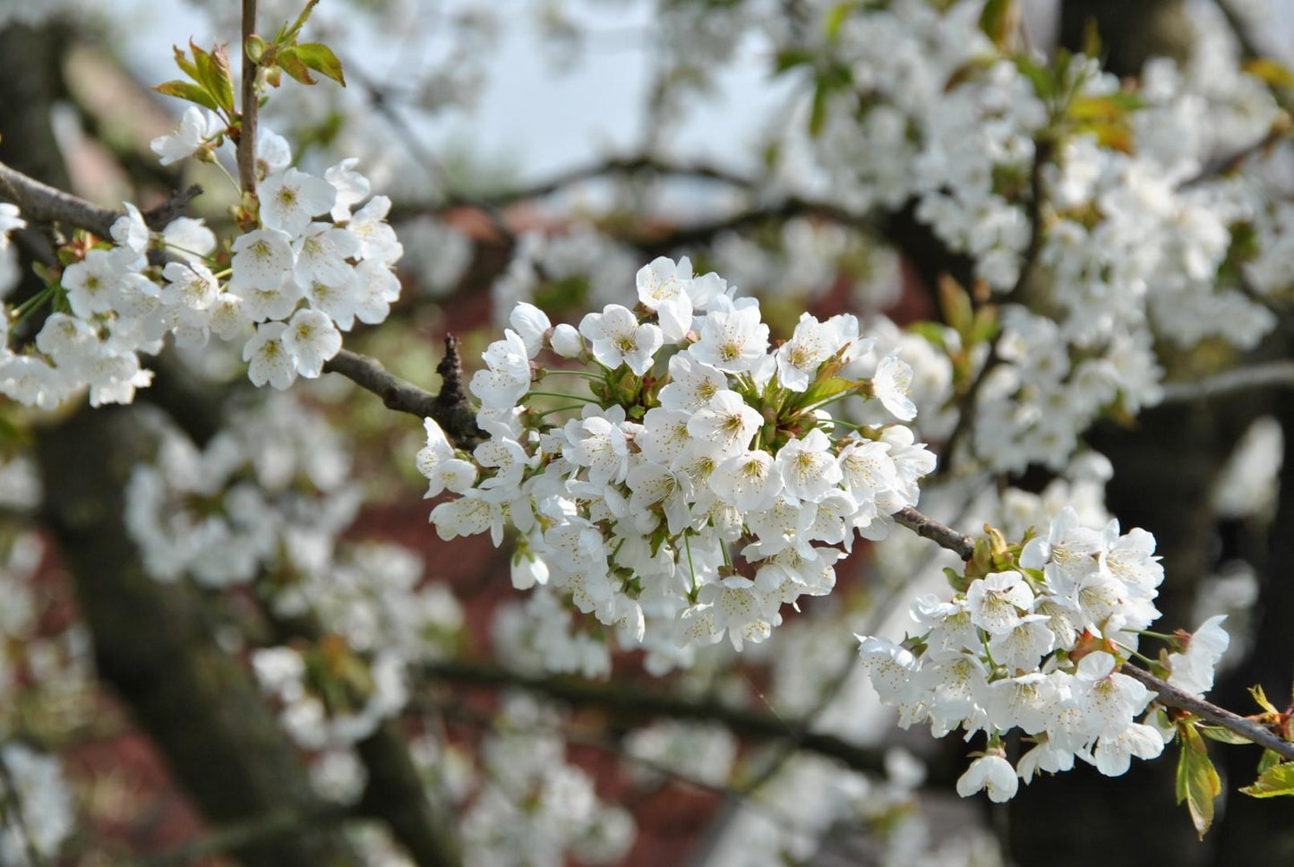 Prunus Avium Combo 3 In 1 - View 2 from www redcrocus com