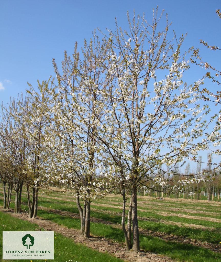 Prunus Avium Combo 3 In 1 - View 3 from www redcrocus com