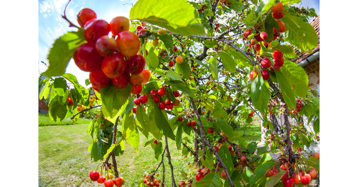 Prunus Avium Combo 3 In 1 - View 9 from www redcrocus com