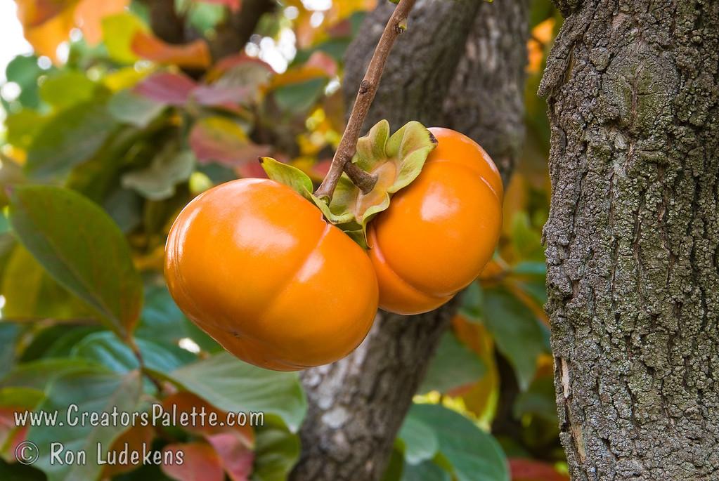 Diospyros Kaki Fuyu Single Stem - View 12 from www redcrocus com