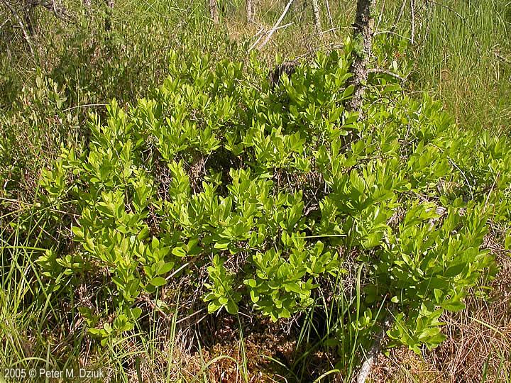 Gaylussacia Baccata - View 17 from www redcrocus com