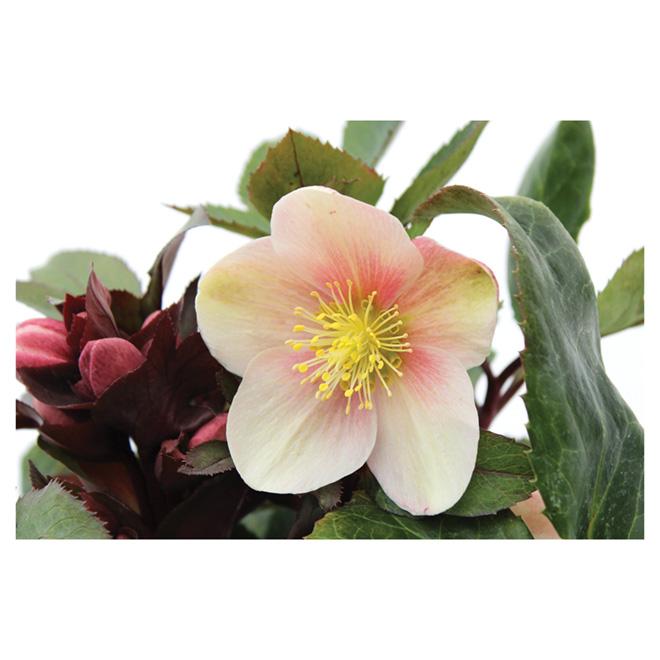 100 Helleborus Florist Assorted - View 11 from www redcrocus com