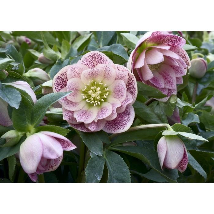 100 Helleborus Florist Assorted - View 12 from www redcrocus com