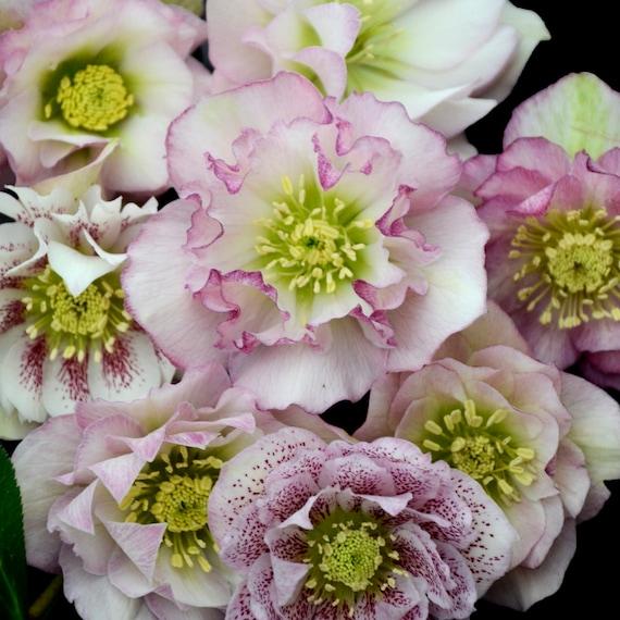 100 Helleborus Florist Assorted - View 13 from www redcrocus com