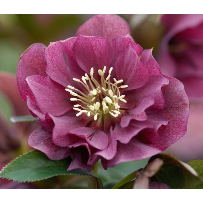 100 Helleborus Florist Assorted - View 14 from www redcrocus com