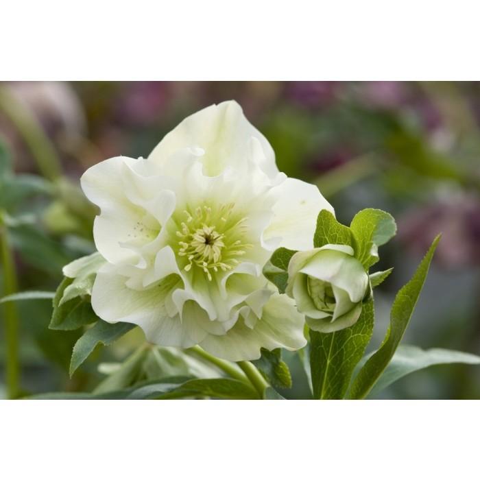 100 Helleborus Florist Assorted - View 16 from www redcrocus com