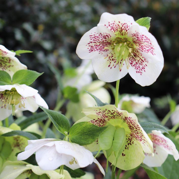 100 Helleborus Florist Assorted - View 17 from www redcrocus com