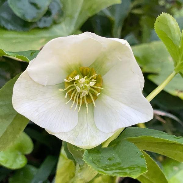 100 Helleborus Florist Assorted - View 18 from www redcrocus com