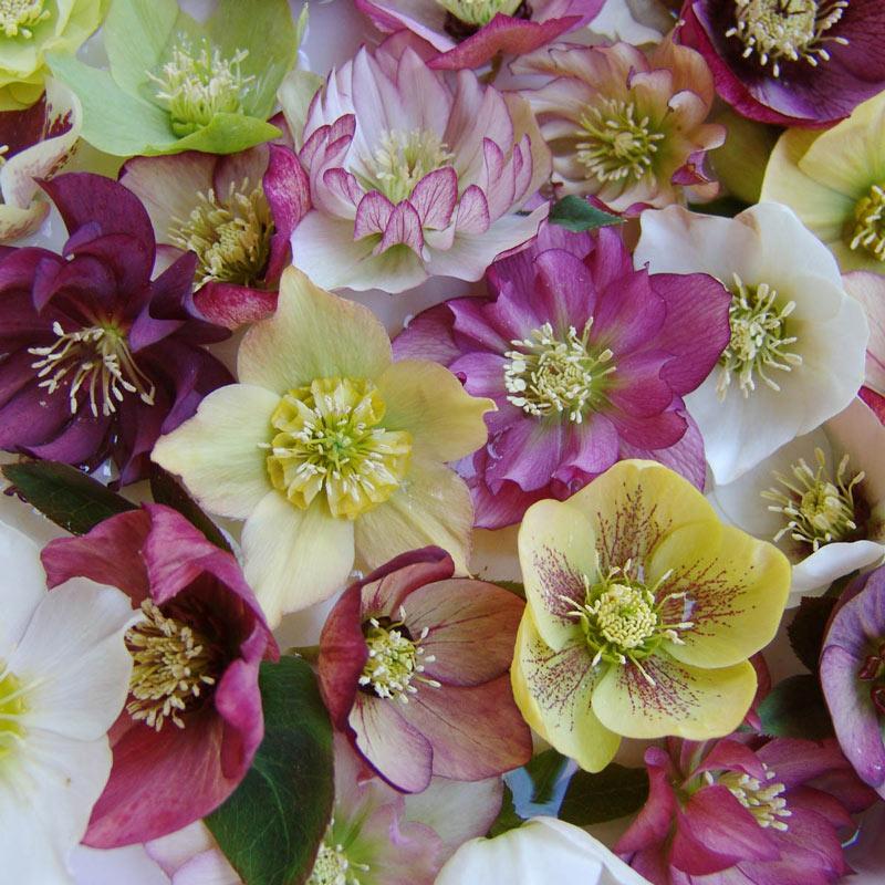 100 Helleborus Florist Assorted - View 19 from www redcrocus com