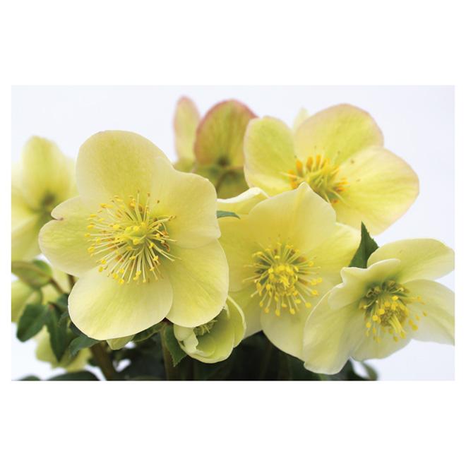 100 Helleborus Florist Assorted - View 4 from www redcrocus com