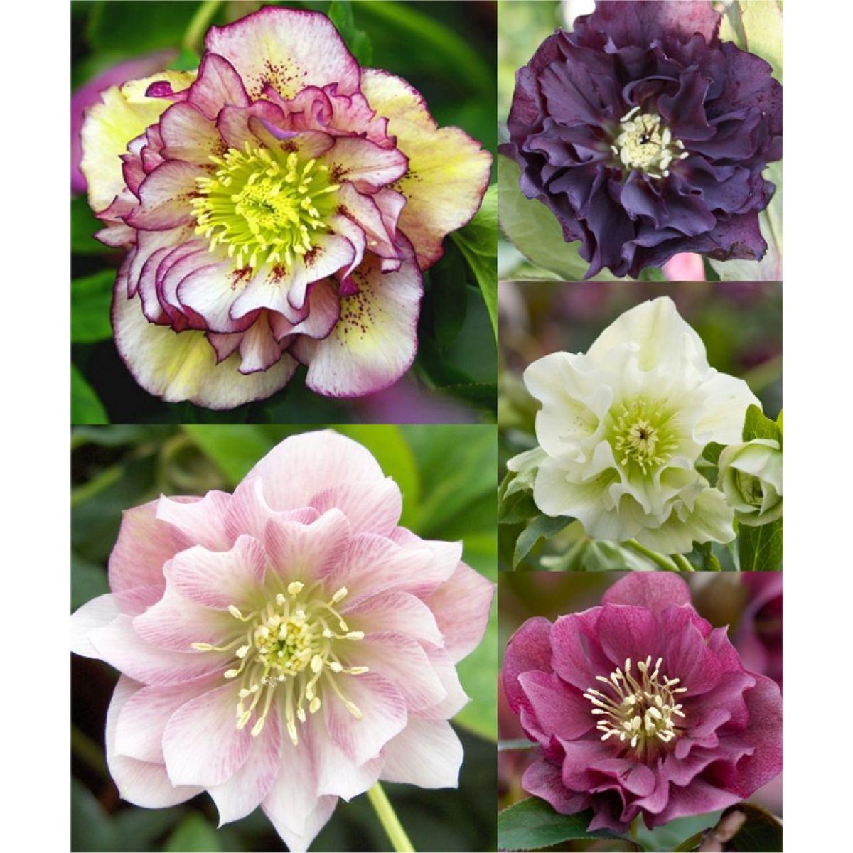 100 Helleborus Florist Assorted - View 5 from www redcrocus com