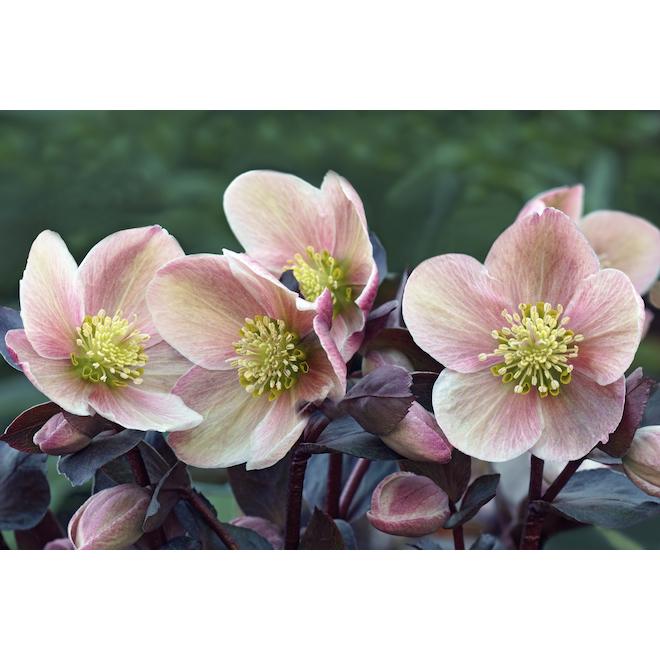 100 Helleborus Florist Assorted - View 6 from www redcrocus com