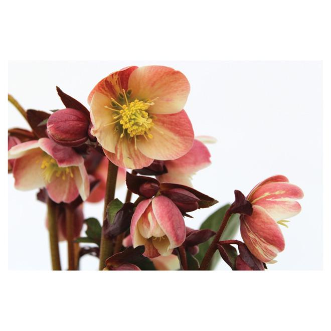 100 Helleborus Florist Assorted - View 8 from www redcrocus com