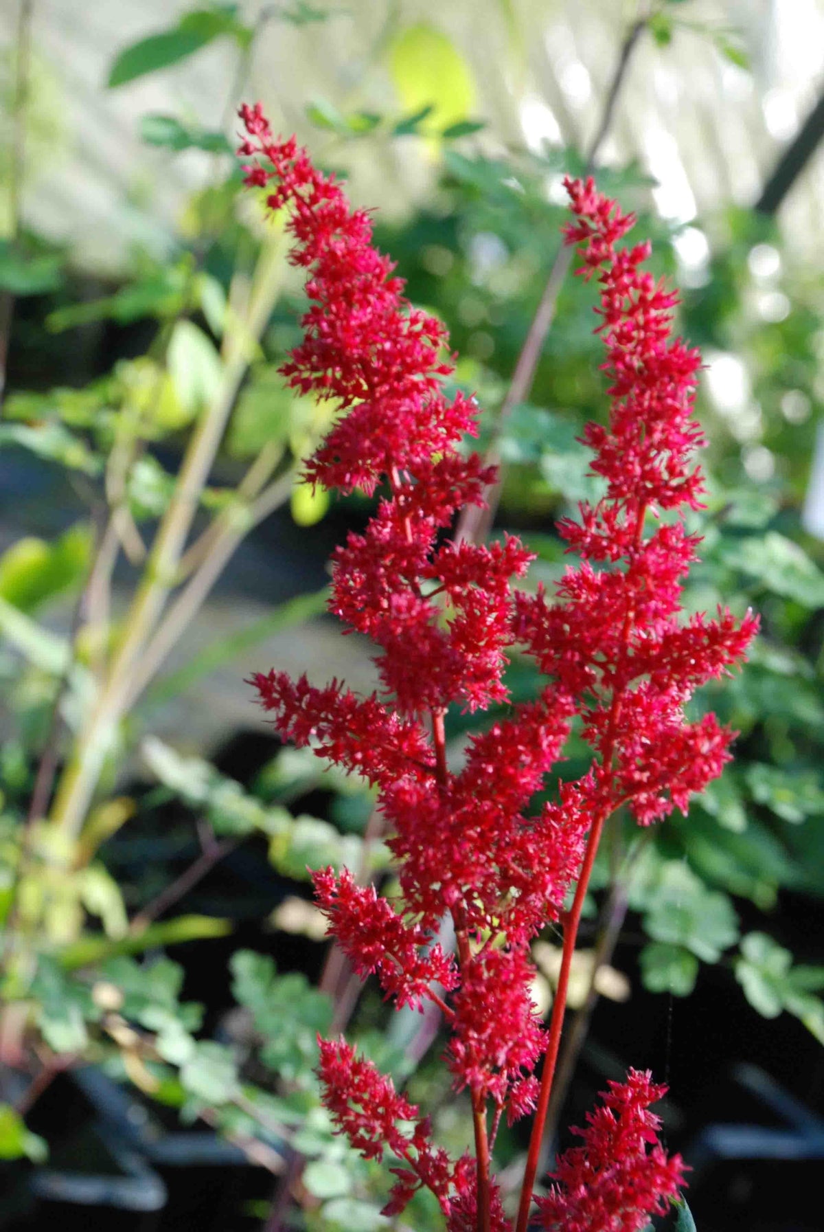 G005 Astilbe X Arendsii Fanal - View 8 from www redcrocus com