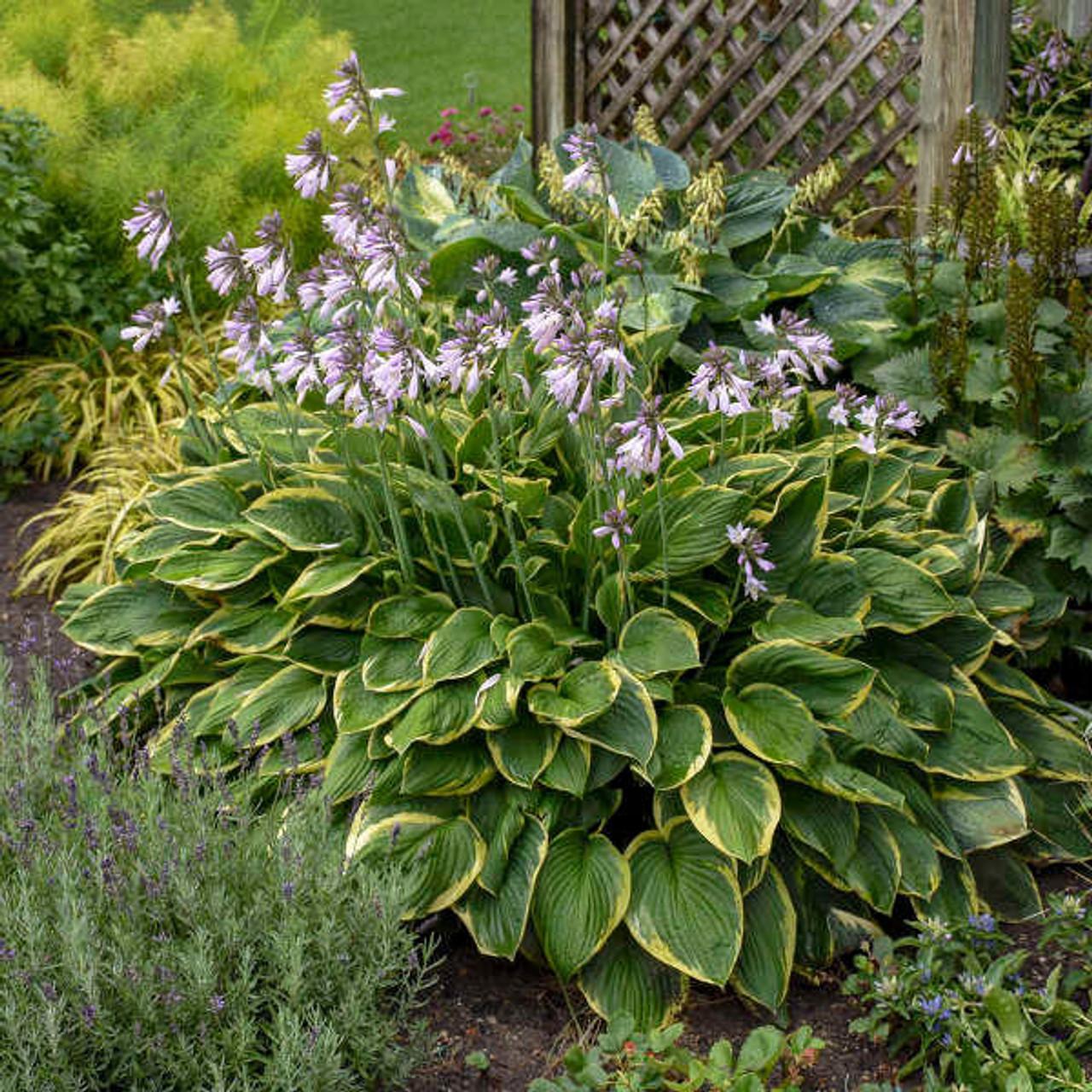 G031 Hosta Fortunei Aureomarginata - View 12 from www redcrocus com