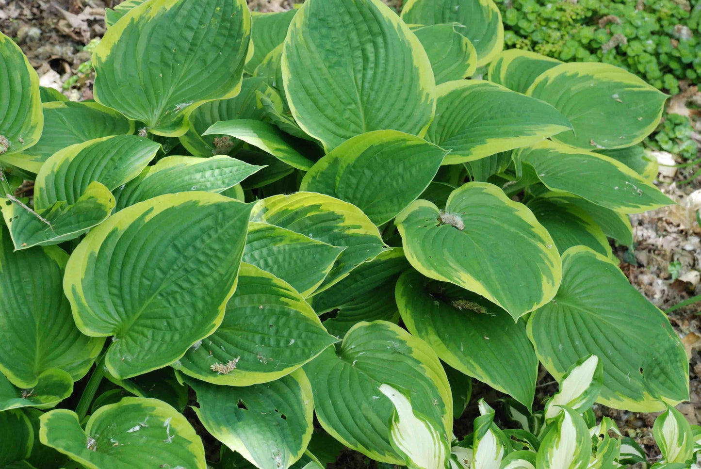 G031 Hosta Fortunei Aureomarginata - View 17 from www redcrocus com