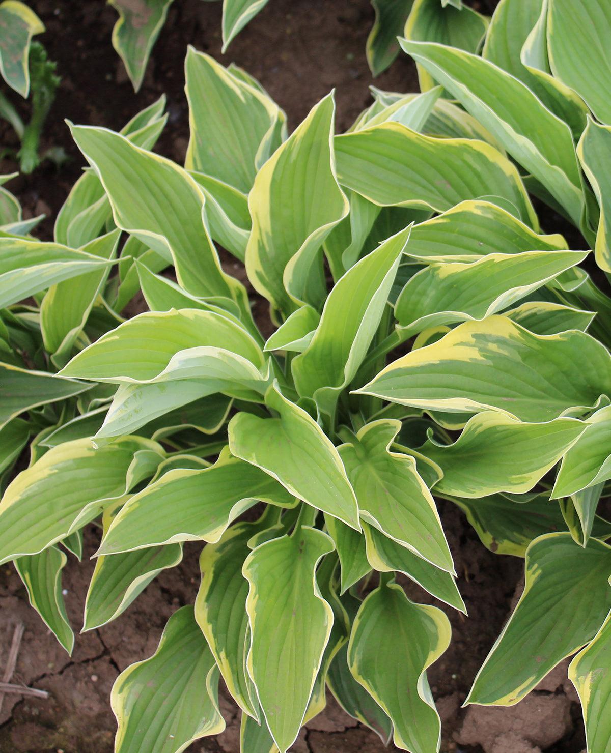 G031 Hosta Fortunei Aureomarginata - View 20 from www redcrocus com