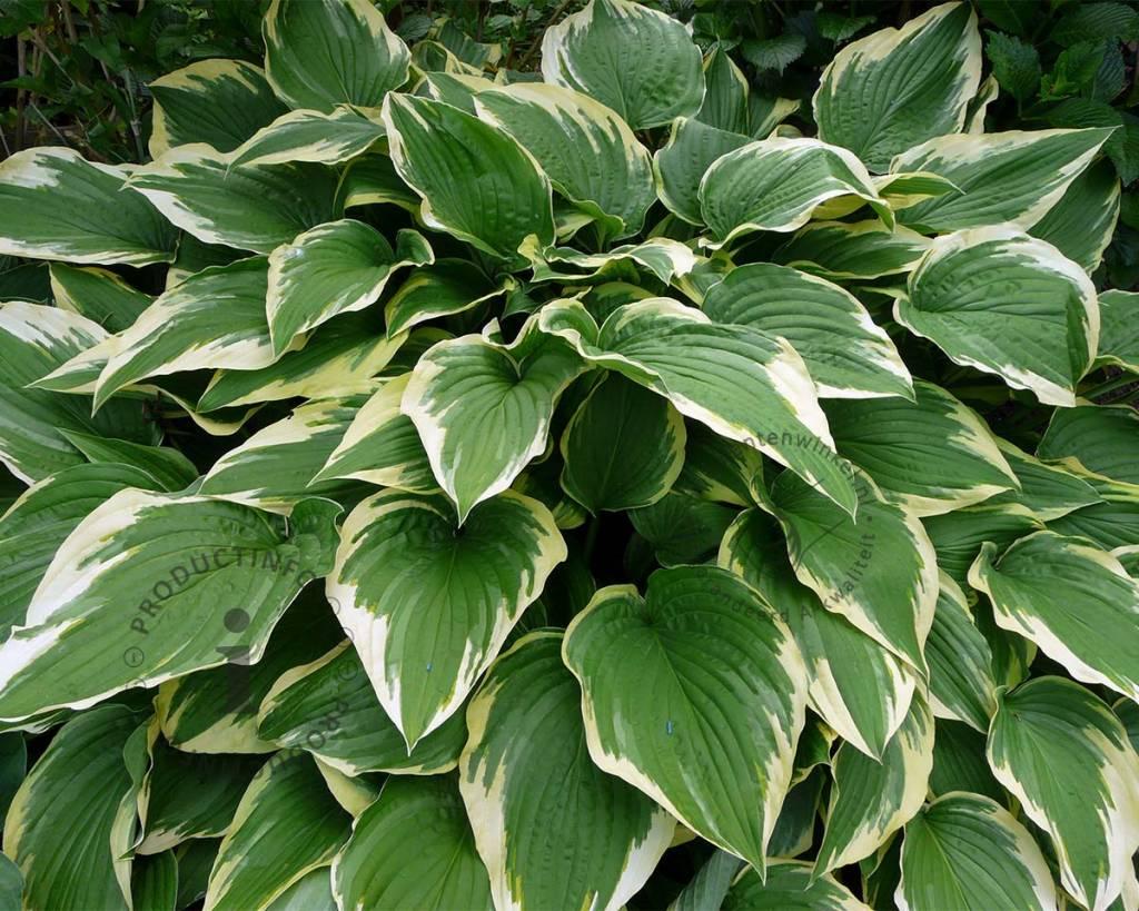 G031 Hosta Fortunei Aureomarginata - View 4 from www redcrocus com