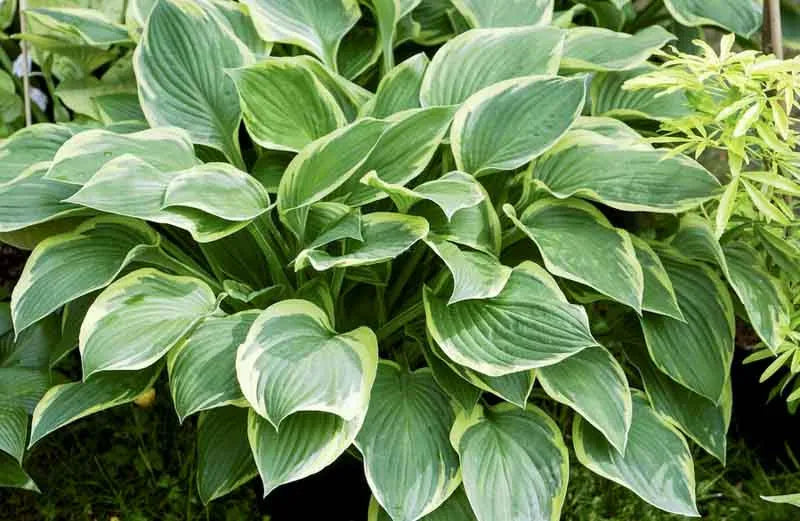 G031 Hosta Fortunei Aureomarginata - View 6 from www redcrocus com