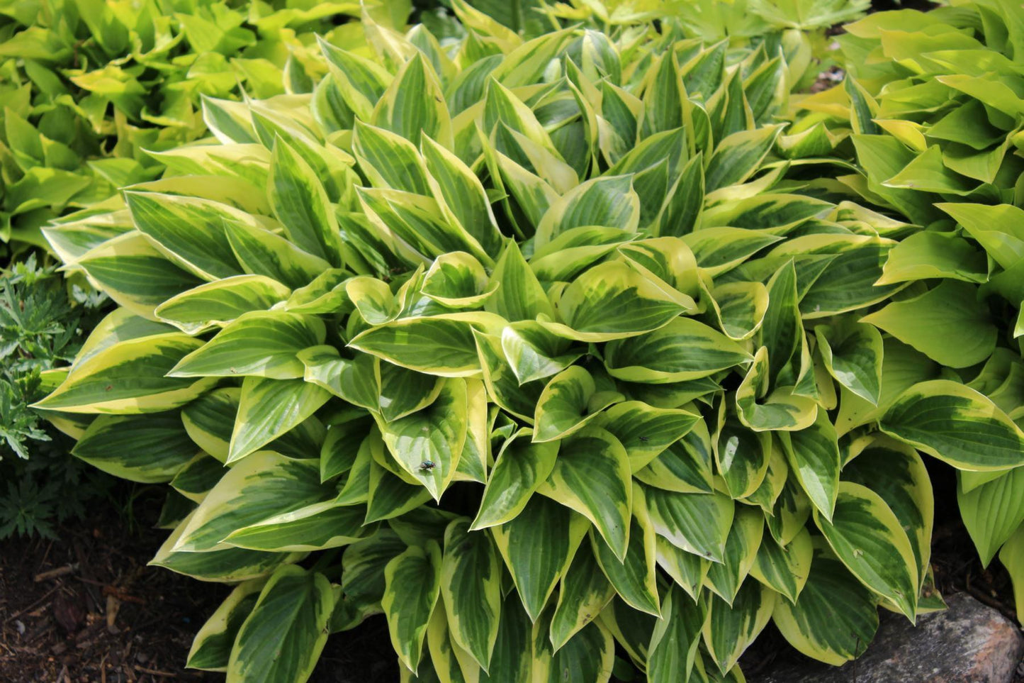 G031 Hosta Fortunei Aureomarginata - View 8 from www redcrocus com