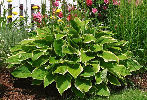 G032 Hosta Fortunei Francee - View 10 from www redcrocus com