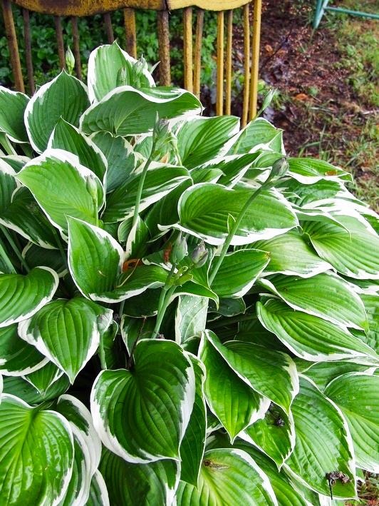 G032 Hosta Fortunei Francee - View 12 from www redcrocus com