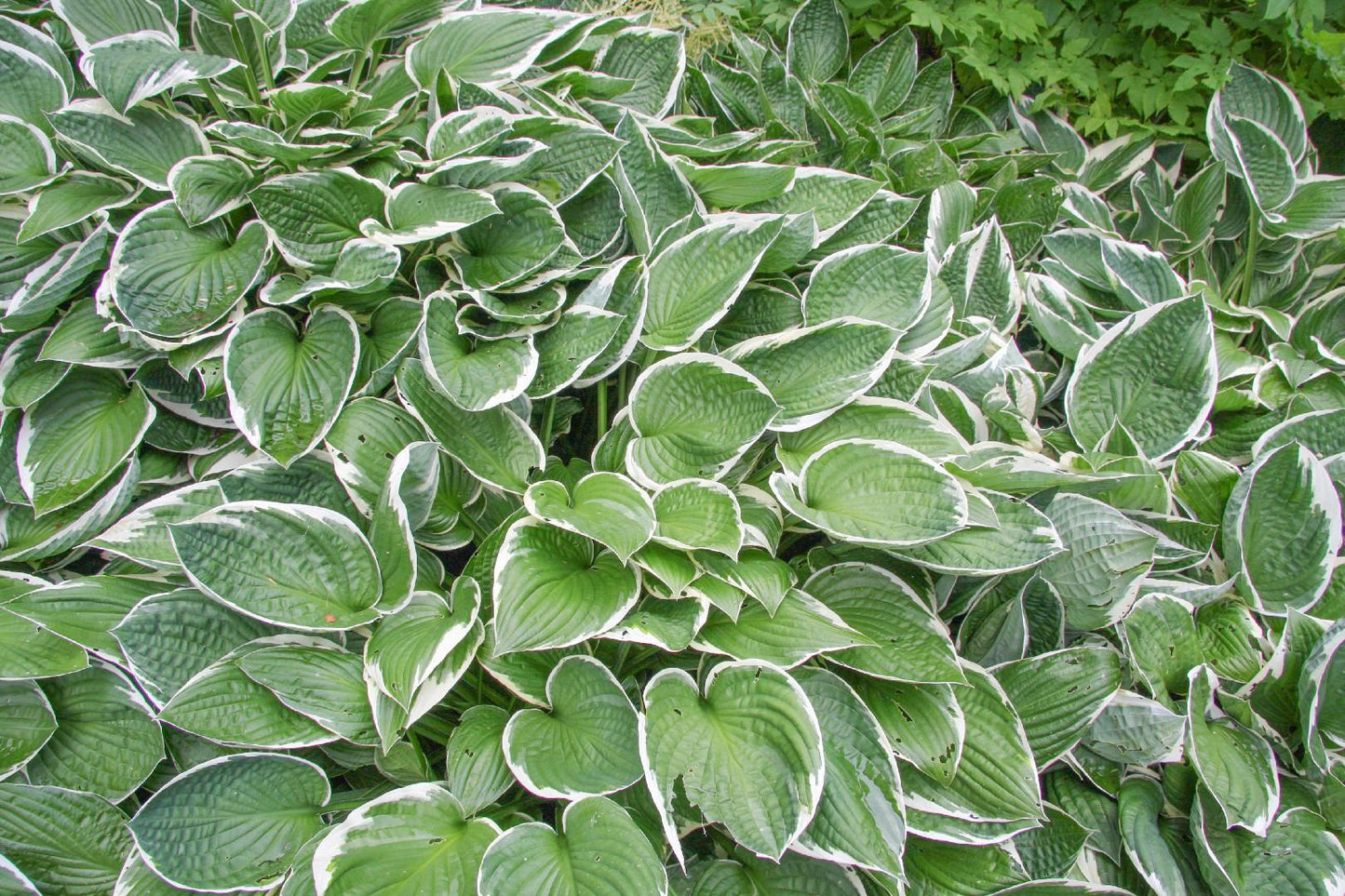 G032 Hosta Fortunei Francee - View 13 from www redcrocus com