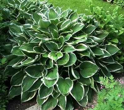 G032 Hosta Fortunei Francee - View 14 from www redcrocus com
