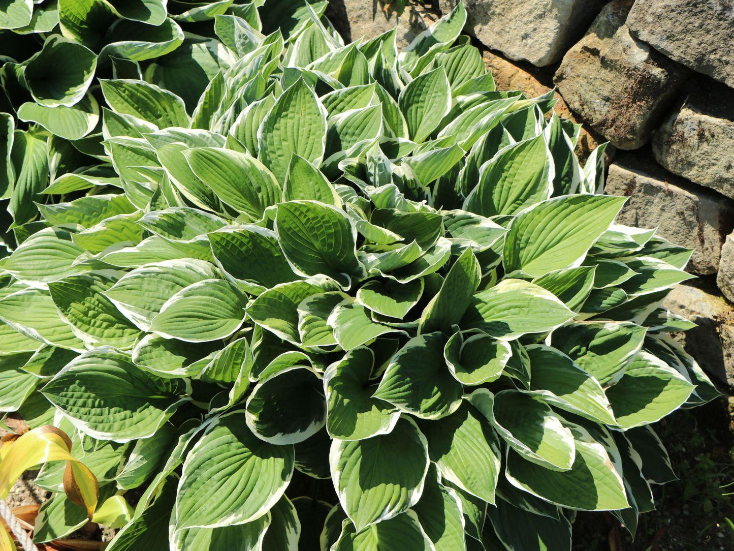 G032 Hosta Fortunei Francee - View 15 from www redcrocus com