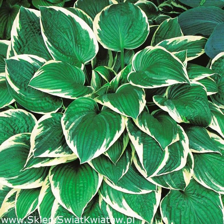 G032 Hosta Fortunei Francee - View 16 from www redcrocus com