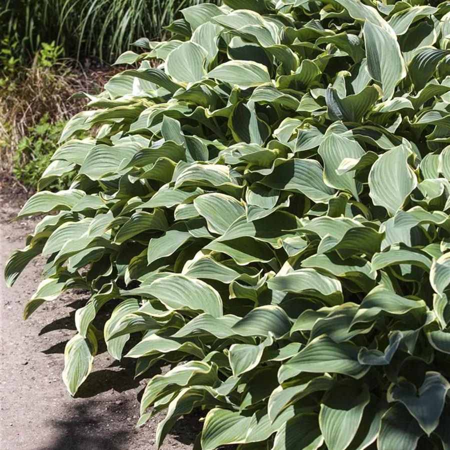 G032 Hosta Fortunei Francee - View 17 from www redcrocus com