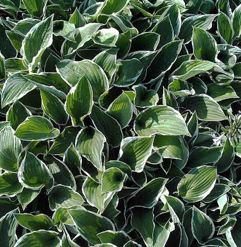 G032 Hosta Fortunei Francee - View 18 from www redcrocus com