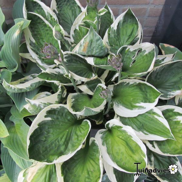 G032 Hosta Fortunei Francee - View 19 from www redcrocus com