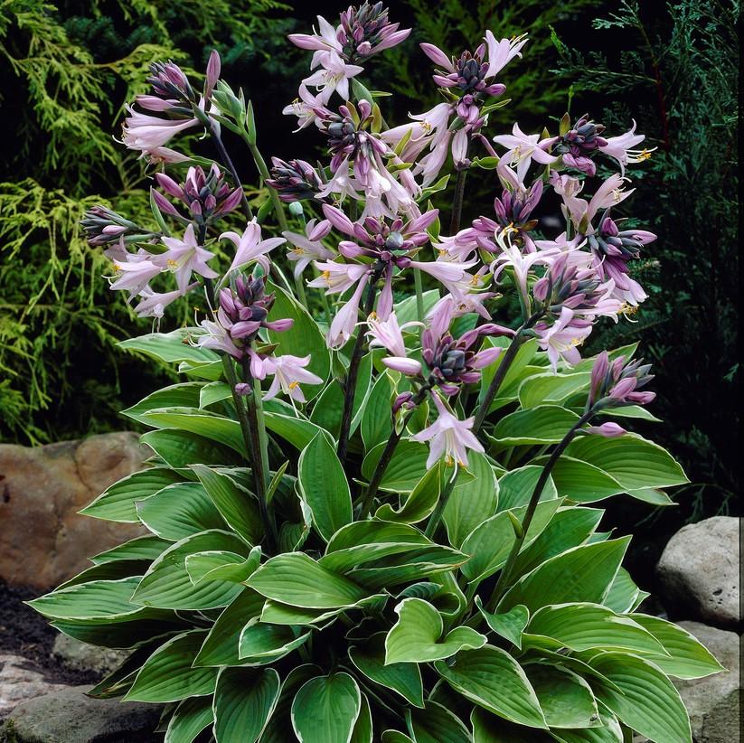 G032 Hosta Fortunei Francee - View 1 from www redcrocus com