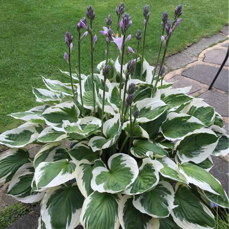 G032 Hosta Fortunei Francee - View 2 from www redcrocus com