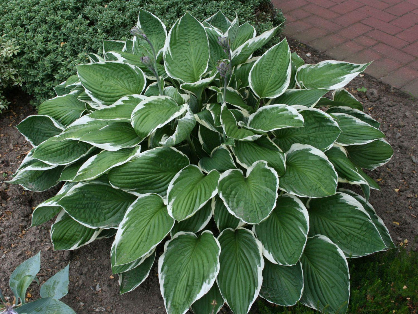 G032 Hosta Fortunei Francee - View 3 from www redcrocus com