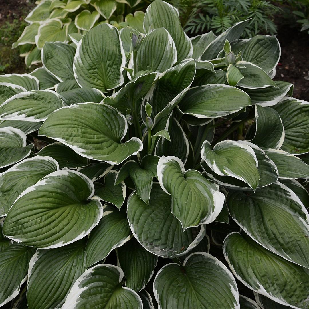 G032 Hosta Fortunei Francee - View 4 from www redcrocus com