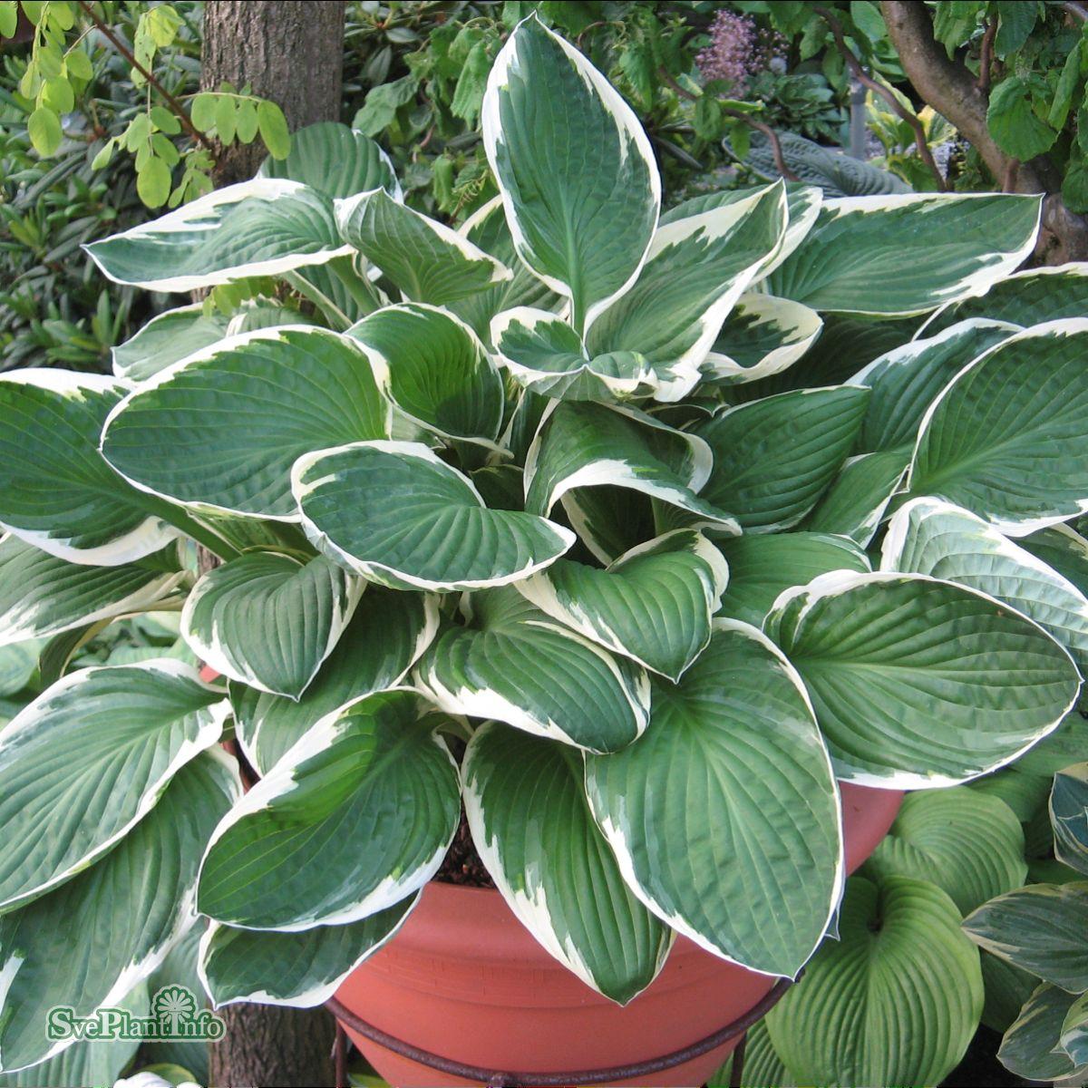 G032 Hosta Fortunei Francee - View 5 from www redcrocus com